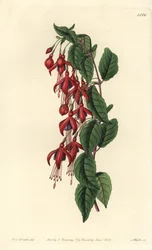 Magellan Fuchsia - Hummingbird Fuchsia, Fuchsia magellanica (Balloon-flowered Fuchsia, Fuchsia globosa). Handcoloured copperplate engraving from Sydenham Edwards