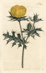 Mexican Argemone from William Curtis