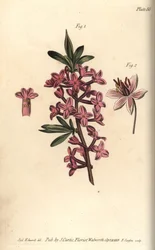 Mezereon, Daphne mezereum, Octandria