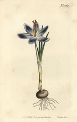 Mountain crocus, Crocus serotinus.