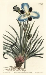 Mourning-flowered aristea, Aristea lugens (Aristea melaleuca). Handcoloured copperplate engraving by F. Sansom Jr. after an illustration by Sydenham Edwards from William Curtis