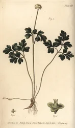 Muskroot from William Curtis