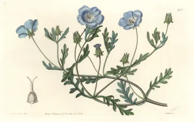 Namophila Maculata, Originally from California - Engraved by S. Watts, from an illustration by Sarah Anne Drake, from the Botanical Register