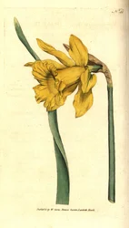Narcissus - Spanish Daffodil