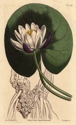 Cup-flowered water lily with large white flower in front of round lily pad, Nymphaea nitida