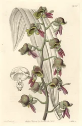 Orchid Catasetum, Two-tone Flowers, Native of Guiana