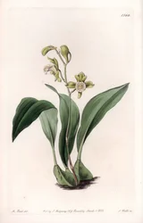Orchid: Maxillary in Bunches