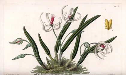 Orchid: Miniature Variety of Leptotes