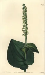 Orchid Variety - Gennaria diphylla (Heart-leaved Herminium, Herminium cordatum). Handcoloured copperplate engraving from Sydenham Edwards