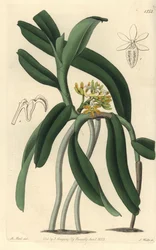 Saccolabium Orchid from Sydenham Edwards
