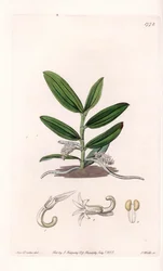 Orchid: Variety of Camphylocentrum