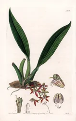 Orchid: Variety of Macradenia, Native of Guiana - Plate Engraved by S. Watts, from an Illustration by Sarah Anne Drake, from the Botanical Register of Sydenham Edwards
