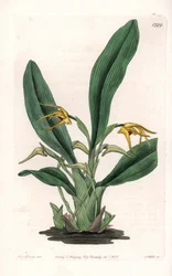 Orchid: Variety of Maxillaria, Native to Tropical America