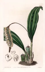 Orchid: Variety of Pholidota, Native of Asia