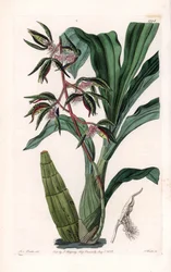 Orchid: Variety of Catasetum, Called Bearded
