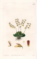 Orchid: Variety of Epidendre