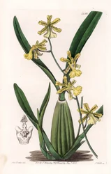 Orchid, variety of oncydium, native of South America - Plate engraved by S. Watts, from an illustration by Sarah Anne Drake, from the Botanical Register of Sydenham Edwards, England