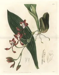 Orchidee Batemannia, native of Guyana - Water forte by S. Watts from an illustration by T. Holland, from the Botanical Register