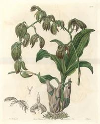 Orchid: Catasetum, Native to Brazil - Engraved by S. Watts, from an illustration by Miss M.A. Huntley, from the Botanical Register