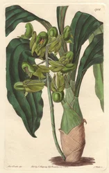 Orchidee Catasetum, native to Brazil