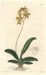 Orchid oncidium yellow, native to Brazil - Water forte by S. Watts from an illustration by Sarah Anne Drake, from the Botanical Register