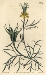 Oriental Fennel-flower