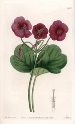 Oxalis de Bowie