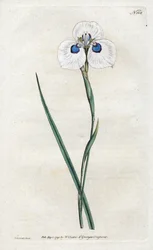 Peacock iris - Lithograph by Sydenham Edwards (1768-1819), plate from William Curtis