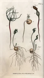 Peas, leguminous seed has different germination stages. Coloured copper engraving, illustration by Sydenham Edwards for Conferences of Botanical, Botanical Garden of Lambeth, England