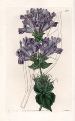 Penstemon Variete