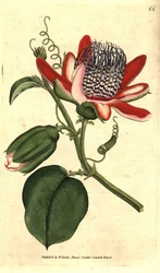 Perfumed Grenadilla - Winged Passionflower
