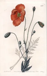 Persian Poppy Variety - Engraved by S.Watts, from an illustration by Sarah Anne Drake (1803-1857), from the Botanical Register of Sydenham Edwards (1768-1819), England
