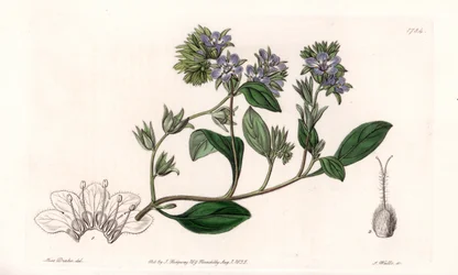 Phacelia, endemic of California - Engraved by S.Watts, from an illustration by Sarah Anne Drake, from the Botanical Register of Sydenham Edwards, England