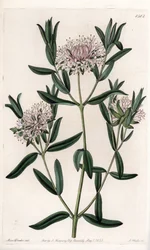 Pimelea Sylvestris, Native of Australia. Handcoloured copperplate engraving from Sydenham Edwards