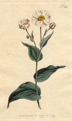 Plantain leaf buttercup with white flowers and yellow heart