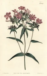 Prairie Phlox from William Curtis