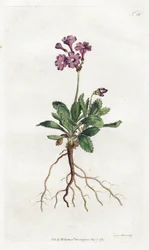 Primevere marginee - Lithograph by Sydenham Edwards, plate from William Curtis