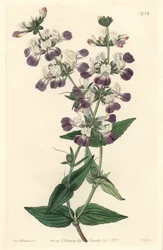 Purple Chinese Pagoda, Originally from California