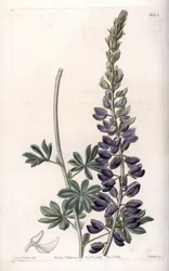 Purple Lupine Variete - Engraved by S.Watts, from an illustration by Sarah Anne Drake, from the Botanical Register of Sydenham Edwards