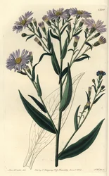 Purple Flowered Aster Variety - Smooth Aster