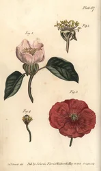 Quince flower, Cydonia oblonga, Icosandria