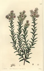Red Soulangia