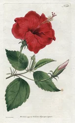 Rose de Chine