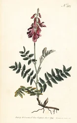 Alpine Sainfoin