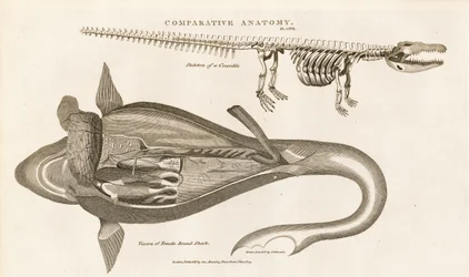 Shark Anatomy and Crocodile Skeleton
