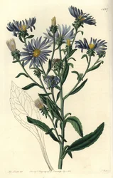 Shewy Aster, Aster Spectabilis. Handcoloured Copperplate Engraving by S. Watts after an Illustration by Miss Sarah Drake from Sydenham Edwards