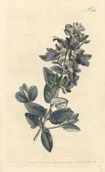 Shrubby Germander