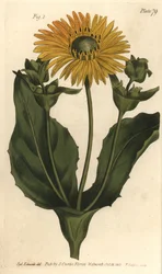 Silphium or Rosinweed