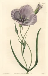 Splendid calochorte (splendid mariposa), native to California - Satiny calochortus or splendid mariposa lily, Calochortus splendens, Native to California - Handcoloured copperplate engraving by S. Watts after an illustration by Miss Drake, from Sydenham Ed