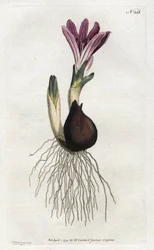 Spring bulbocode or campanette